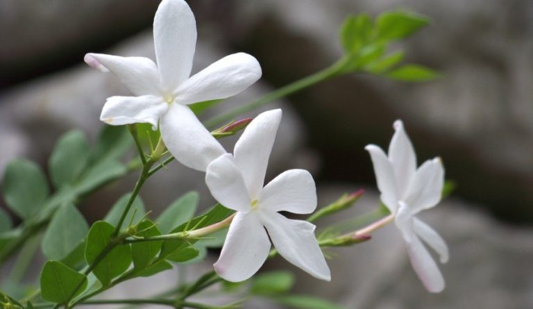 Damascus-jasmine-الياسمين-الدمشقي